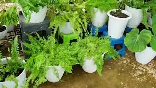 Jenis-jenis Pakis Hias