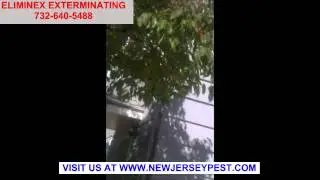 Termite Bed Bug Bee and Mice Control Red Bank Little Silver Manalapan NJ 732-640-5488 New Jersey