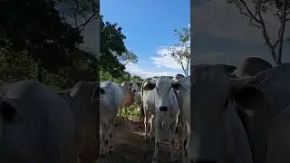 Goi&aacute;s bao demais, #rancho #vidanaro&ccedil;a. Oi amores se inscreva no meu canal obrigada 🥰