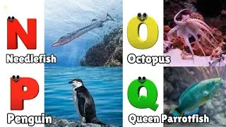 ABC Song | Sea Animals ABC Song | Phonics for Kids, Learn ABC, Baby Alphabet Letters