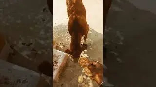 Cute Dog Eating Biscuits 👍 #shorts #viral #dog #amazing