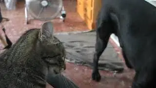 Sunny en Coma-ruga jugando con Paqui