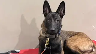 Shadow’s end of week 2. 