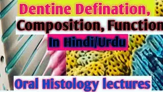 Dentine definition, physical properties, Dentine composition, Dentine Function in Hindi/Urdu|part 1