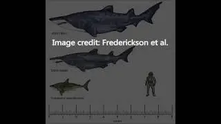 Leptostyrax - Giant Prehistoric Shark