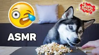 My Dog Eating Popcorn-ASMR