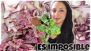 ¡LA PLANTA MAS DIFÍCIL DEL MUNDO! 😮‍💨😤😣😖 hypoestes, planta payasito, paleta de pintor