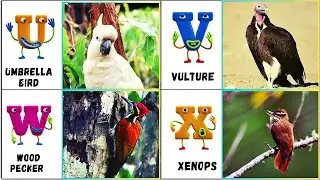 ABC Flying Animals Song for Kids | Learn English and Animals #abcd #2026