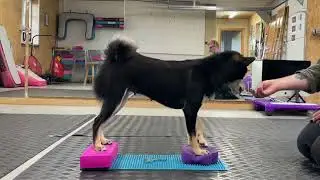 Hunde Fitness - Shoulder Dips & Plank Exercise (Canine Fitness & Conditioning)