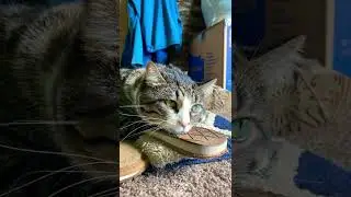 Beautiful Green Eyes Cute Cat