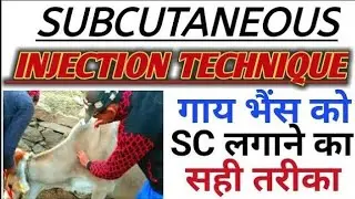 Cow ko subcut injection Kaise lagaen!गाय को चमड़ी में इंजेक्शन कैसे लगाते हैं! Cow को इंजेक्शन लगाना