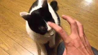 ネコに生意気される