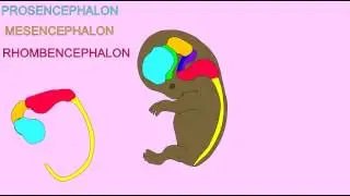 EMBRYONIC DEVELOPMENT:  THE BRAIN