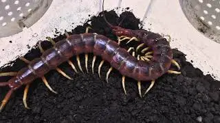 Scolopendra sp. 'White legs' grooming (23cm)
