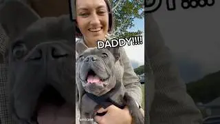 The bark of a French Bulldog is unique. #dog  #petvideos#amazingpets #funny#funnypets#animals