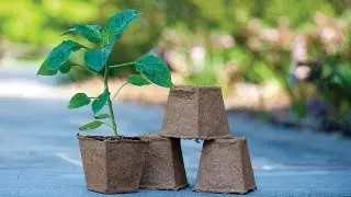 Eco-Friendly Seed Starting Containers