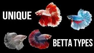 Betta Fish Type & Names [UNIQUE Betta Fish Types You May Not Know!]