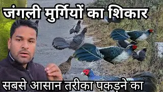 जंगली मुर्गियों का शिकार।। सबसे आसान तरीके से पकड़ें।।