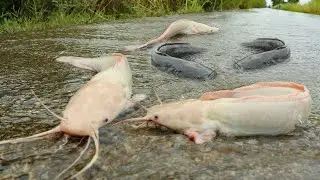 Catfish Everywhere! Flooded Road Turns Into a River 🐟