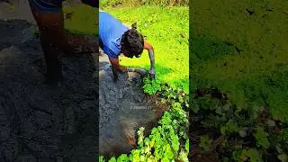 প্রাচীন পদ্ধতিতে মাছ ধরা।।পুকুর সেচ দিয়ে মুগুরিয়া টাকি মাছ ধরার মুহূর্তে ভিডিও fishing viral video