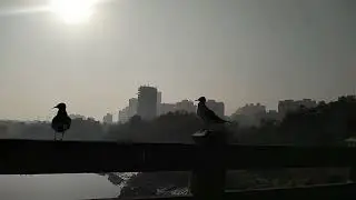 seagull Bird's #seagullbirds#birdwatching #Birdwatchingspot#Kalyan#bhivandi#ulhasriver