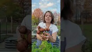 Parisian Carrots