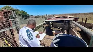 Inspection of farm labourers animals