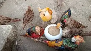 Red Gold Pheasant breedr pairs After Breeding Season launch time Pheasant aviary