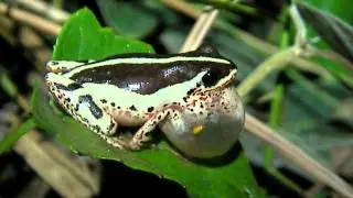 Calling Reed Frog