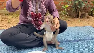 Wow, Laura Surprise Today She's Has A Cluster Of Grape Too Eat