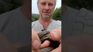 Укус медянки. #shorts  Смотрите полное видео