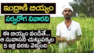 Indrani Rice Health Tips | Scented verity | Natural Healthy Rice | Eagle Media Works
