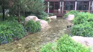 DISNEY WORLD WILDERNESS LODGE lobby and waterfalls walking tour POV