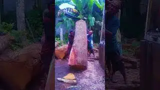edesi hari ini muat kayu mahoni besar bos