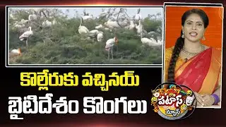 కొల్లేరుకు వచ్చినయ్ బైటిదేశం కొంగలు | Foreign Cranes Arrive at Kolleru Lake | Patas News | 10TV