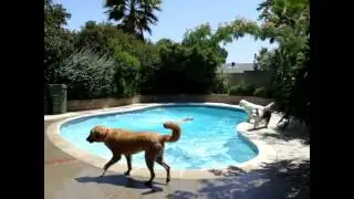 Swimming at Green Doggie Home Boarding [Video]