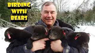Waking Bears in Maine