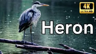 The Heron: 4K Close-Ups and Behavior Insights. #thehowtoacademy #herons #cranebird #4kvideo