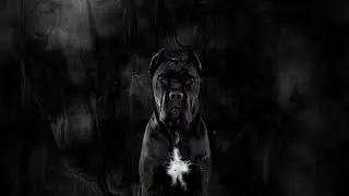 Free Cane Corso Dog Barking Sound Effects | Free Sound Effects & Video Clips@royaltyfreestocks