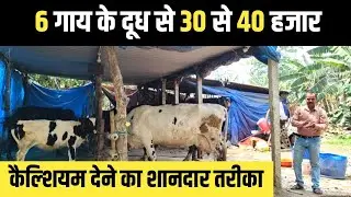 अपने Dairy फार्म पर ऐसे देता हूँ गायों को कैल्शियम | Dairy Farming In Bihar