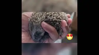 Sleeping Beauty baby Hedgehog 👶