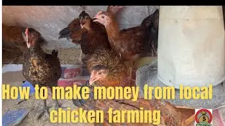 How to make money form local chicken farming #chicken #ideal#investing #poutry #localchicken #farm