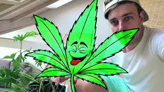 CRIBS - Amsterdam Edition