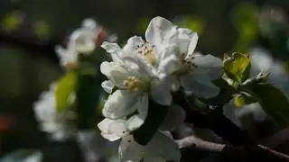 Daily Spring Farm Chores: Orchard Life as New Farmers