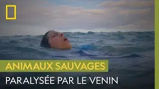Emportée par le courant, les piqûres de méduses-boîtes l'empêchent de nager (partie 1/2)