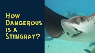 How Dangerous is a Stingray?