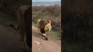 Massive Beast of Ngorongoro Crater, #shorts #wildlife #lion #africa