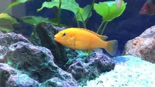 11 Types fishes for Community Tank | Best Tropical Fishes | Best 11 Fresh Water Aquarium Fishes