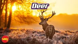 Listen, See and Think: Episode 373 (Deer)