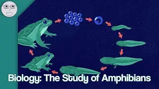 Biology: The Study of Amphibians